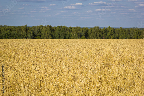 Yellow field of ripe wheat with golden spikelets and strip of forest on horizon line  selective focus