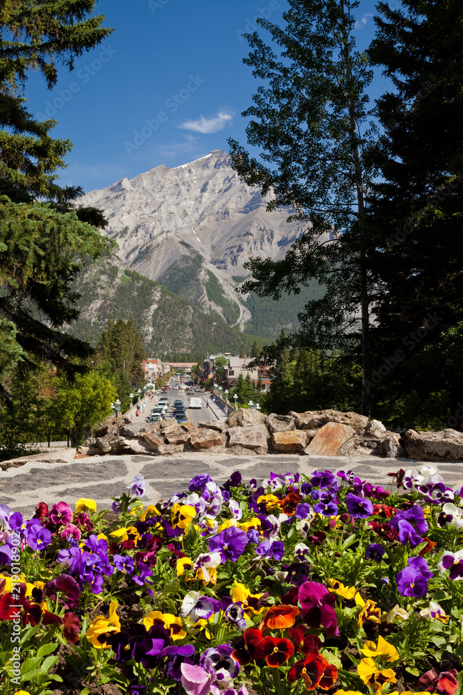 Flowers in the Cascade Garden in Banff, Alberta, Canada Flowers in the Cascade Garden in Banff, Alberta, Canada