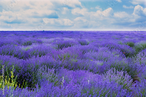 lavender