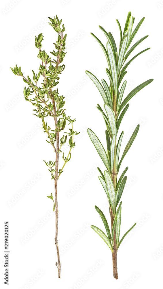 Thyme and rosemary sprigs isolated on a white background