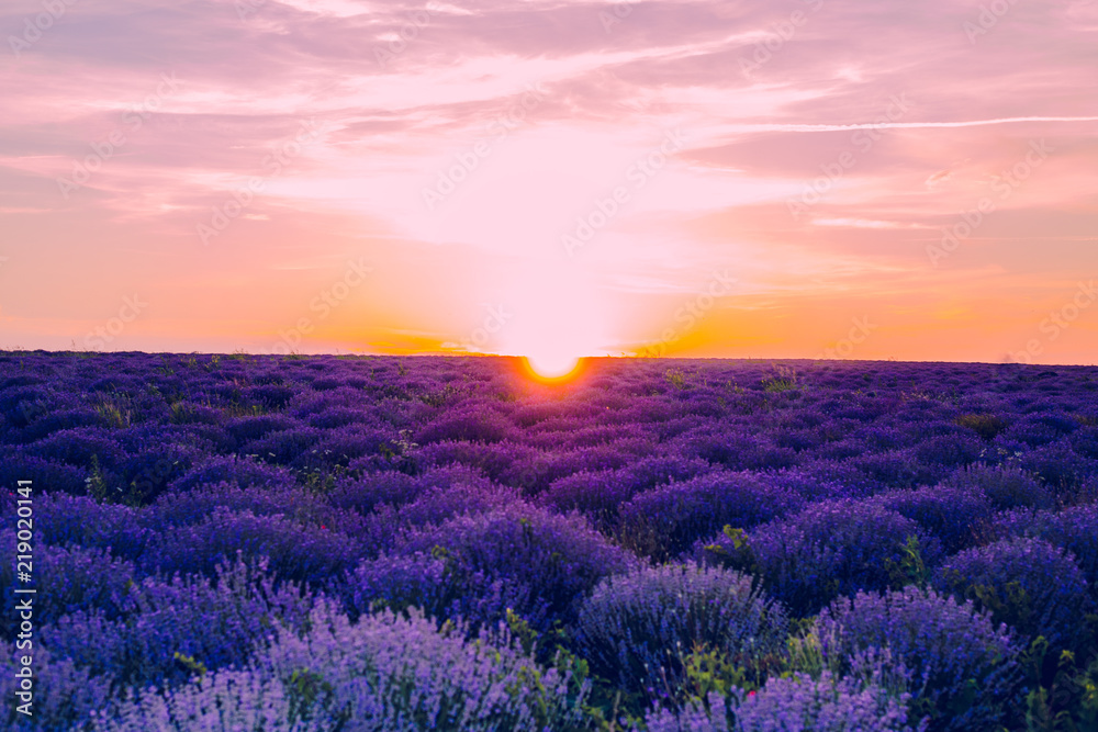 lavender