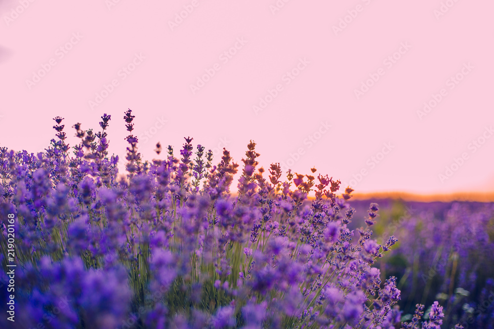 Obraz premium lavender