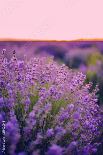 lavender