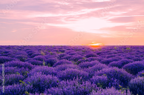 lavender лаванда