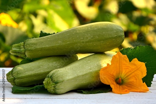 Fresh zucchini on a white table on green background garden on a summer day closeup.