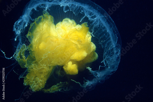 Fried Egg Jellyfish underwater in the St.Lawrence Estuary in Canada