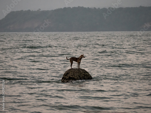 Hund auf Felsen im Meer