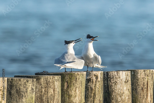 schreiende seeschwalben photo