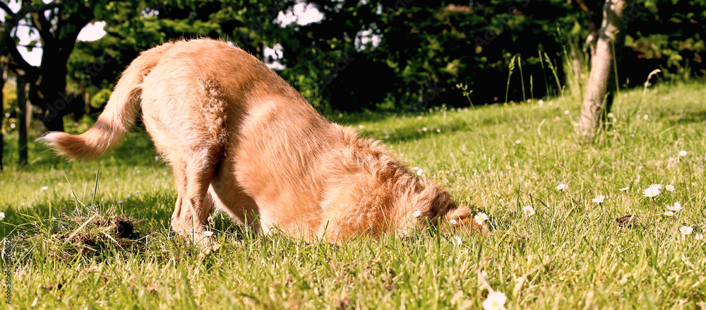 Hund buddelt im Garten – Stock-Foto | Adobe Stock