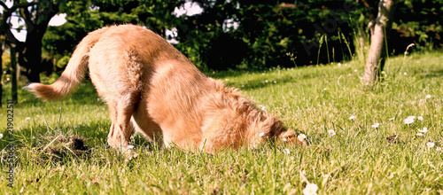 Hund buddelt im Garten photo