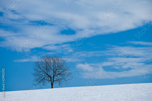 A tree in winter in a snow covered field in the Czechia, Europe © Tom Nevesely