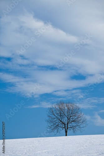 A tree in winter in a snow covered field in the Czechia, Europe