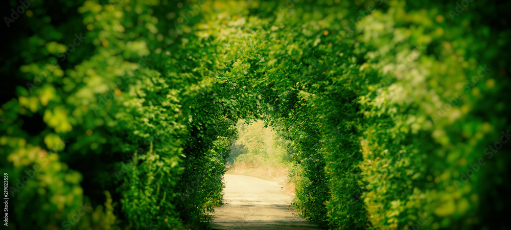 Fototapeta premium Tunnel of plants in the forest above the old road. Nature background. Web banner.