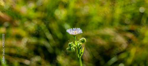 meadow flower covered with drops of dew on a blurred background on a summer morning