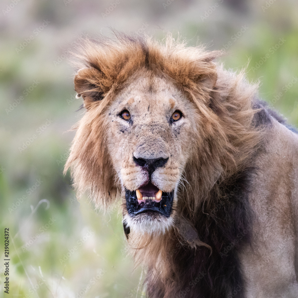 Young adult male lion in the Masai Mara, Kenya