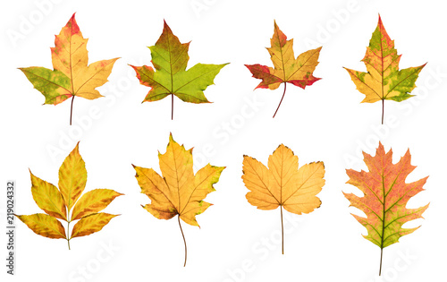 Colorful autumn leaves set isolated on white background