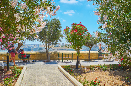 Blooming rhododendrons in Valletta, Malta photo