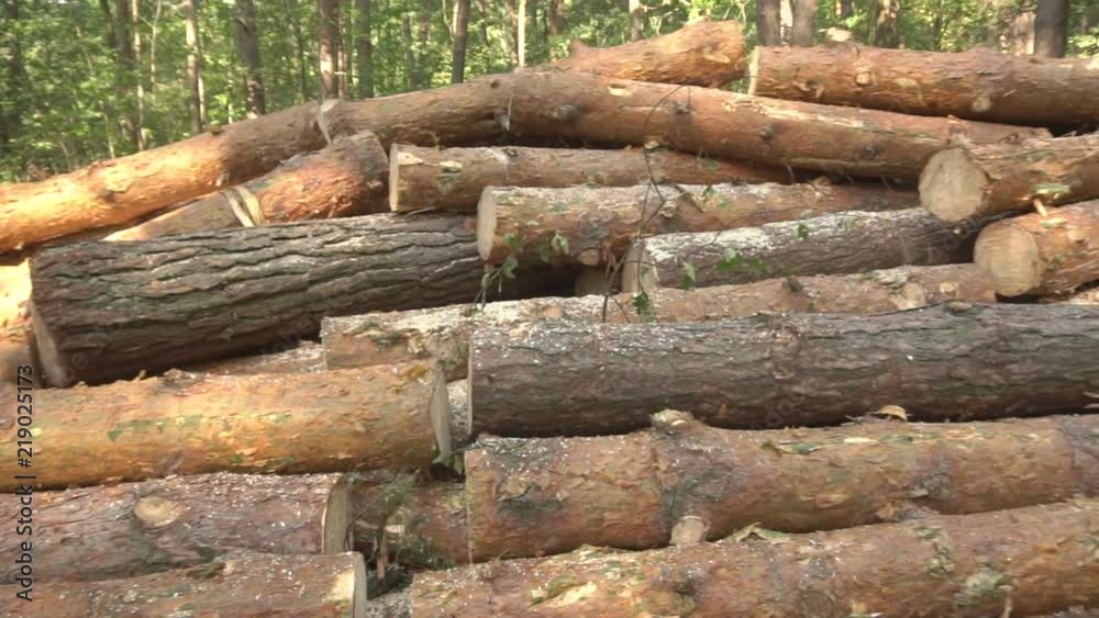 Heap Of Sawn Pine Wood Logs With Rough Pine Bark, Stored Along Roadside Heap Of Sawn Pine Wood Logs With Rough Pine Bark, Stored Along Roadside