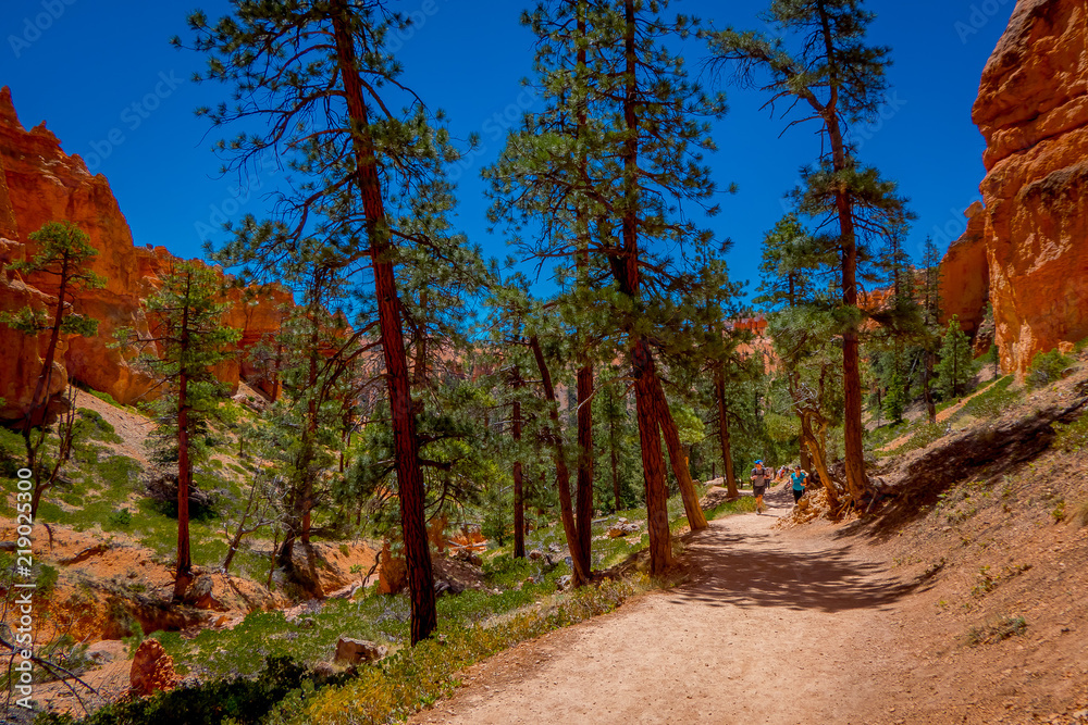 Beautiful outdoor view of pinyon pine tree forest Bryce Canyon National Park Utah Beautiful outdoor view of pinyon pine tree forest Bryce Canyon National Park Utah