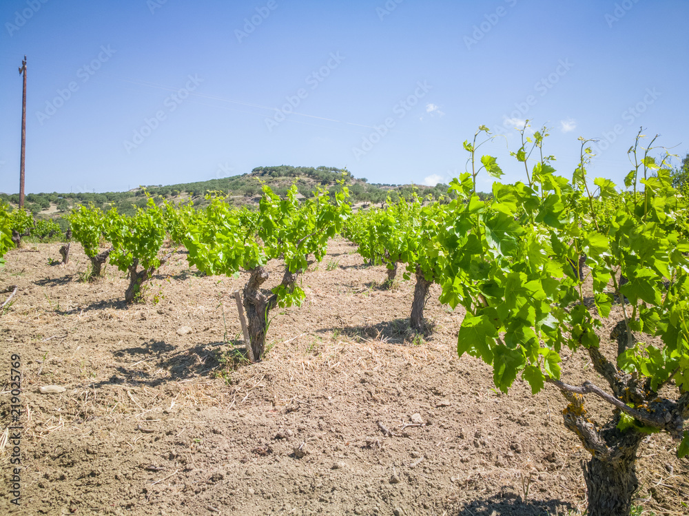 Beautiful and yong vineyards. Grape trees field in Greece. Landscape with vineyards and Mountains at background.  Greek grapes for wine.