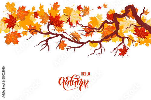 Autumnal maple branch