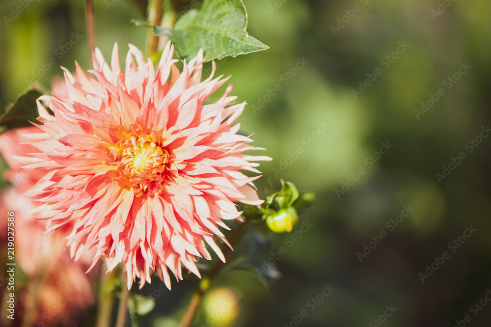 Flower pink Dahlia macro, space for text. Stylish, tinted floral background. Flower pink Dahlia macro, space for text. Stylish, tinted floral background.