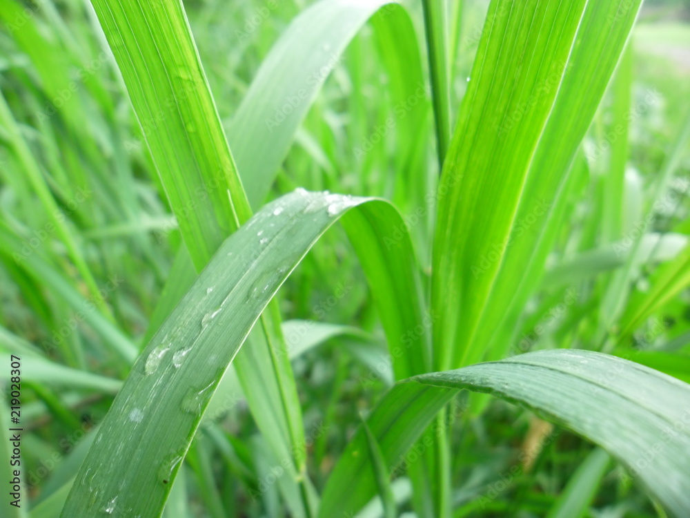 Macro photo Macro photo