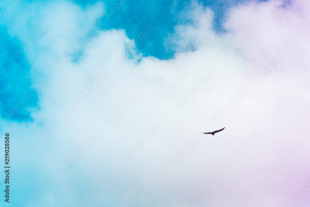 Cloudy and colorful sky with a flying bird