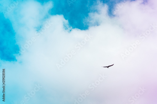 Cloudy and colorful sky with a flying bird © paymphoto