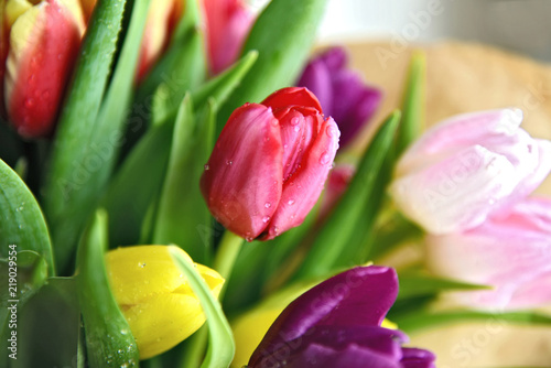 Fresh and colorful of tulips with water drop.