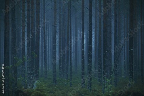 Blue forest a foggy morning in Hälsingland, Sweden