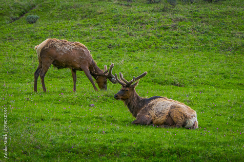 Outdoor view of elk with velvety antlers resting in a meadow © Fotos 593
