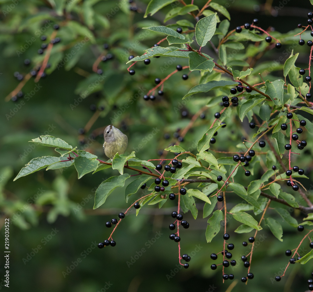 Immature Orange-crowned Warbler