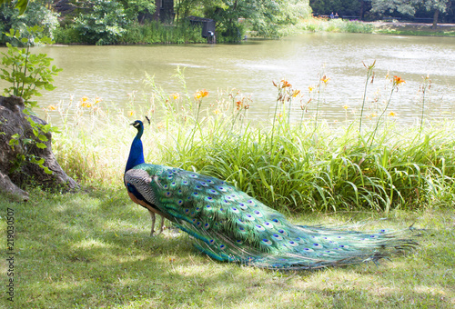 Peacock near the lake.