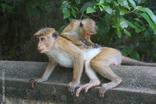 Some toque macaques in Sri Lanka 