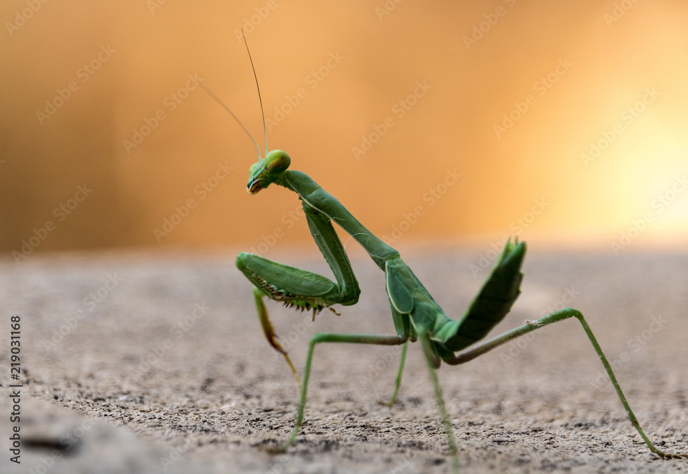 決算大セール Praying Mantis Predator Disguise HQCD 邦楽