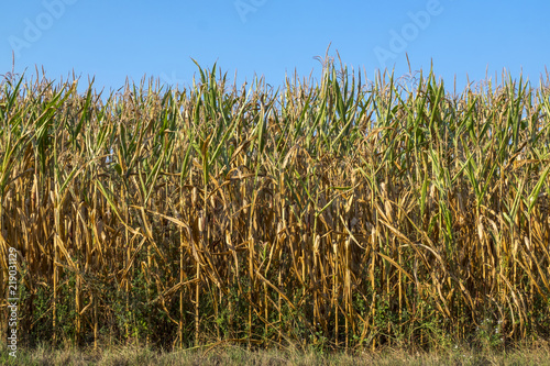 Trockenheit, vertrocknete Maispflanzen
