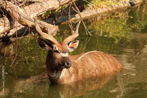Tableau sur toile Tragelaphus spekii - sitatunga antelope in water
