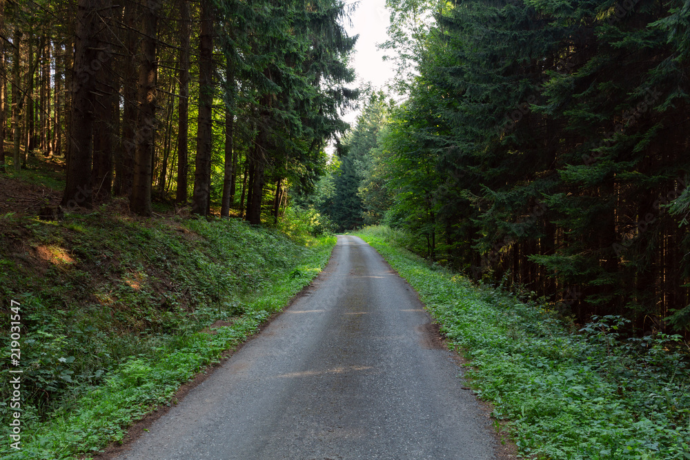 Cycling in Nature Forest on a rainy day. Road in Forest nature. Green forest road. Nature. Road. Natural environment. Cycling in Nature Forest on a rainy day. Road in Forest nature. Green forest road. Nature. Road. Natural environment.