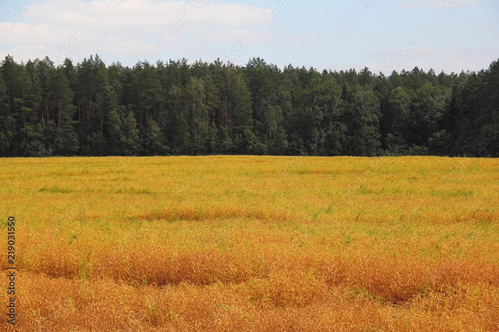 Harvest - Golden wheat field on the background of the forest on the horizon - agriculture, farming, rural landscape