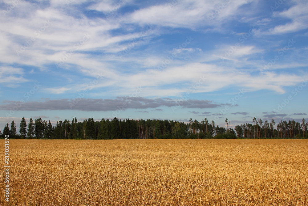 Harvest - Golden wheat field on the background of the forest on the horizon and a bright blue sky with clouds - agriculture, farming, rural landscape