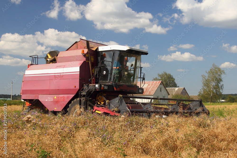 Fototapeta premium Harvesting, harvest - red-white harvester combine on the field in the village harvests wheat on the background of trees on horizon and blue sky with clouds in the summer - agriculture, farming