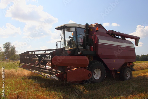 Harvesting, harvest - red-white harvester combine on the field in the village harvests wheat on the background of trees on horizon and blue sky with clouds in the summer - agriculture, farming