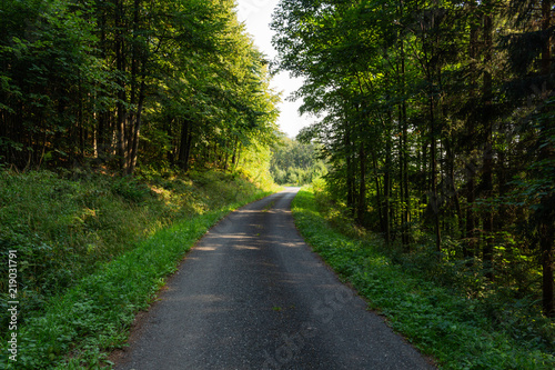 Cycling in Nature Forest on a rainy day. Road in Forest nature. Green forest road. Nature. Road. Natural environment.