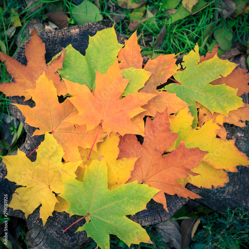 Yellow, green, orange and brown maple leaves lie on a stump in autumn