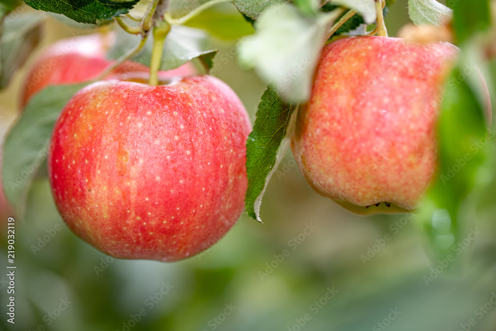 ripe red speckled apples on tree ripe red speckled apples on tree