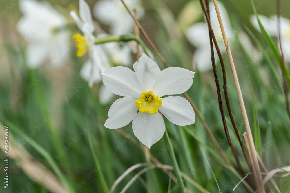 Beautiful white flowers of anemones in spring in a forest close-up in sunlight in nature. Beautiful white flowers of anemones in spring in a forest close-up in sunlight in nature.