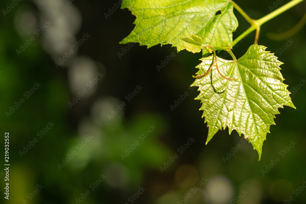 Vernal young grapevine in garden. Macrophoto Vernal young grapevine in garden. Macrophoto