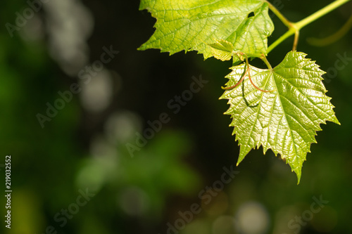 Vernal young grapevine in garden. Macrophoto