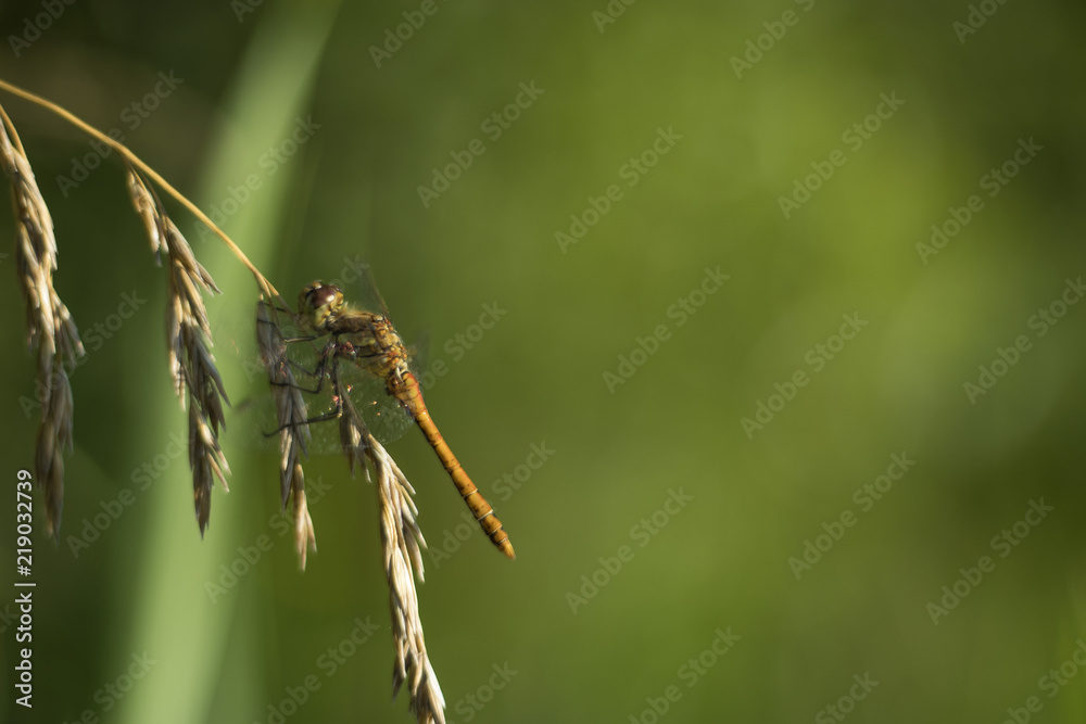 the Dragonfly on a leaf of oak. Green background. Empty place for an inscription